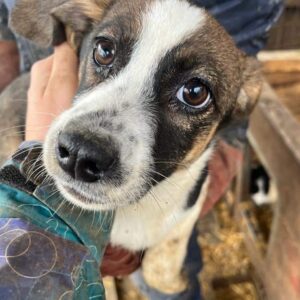 FREDERIKA (♀) - sollte dringend ausreisen!