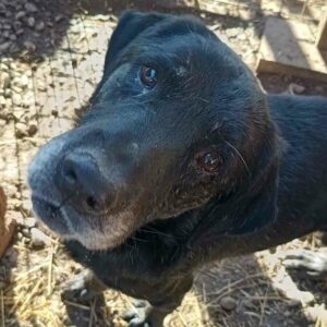 CHICCO - erschöpfter, zu dünner Senior - ausgereist zum TH Wannigsmühle