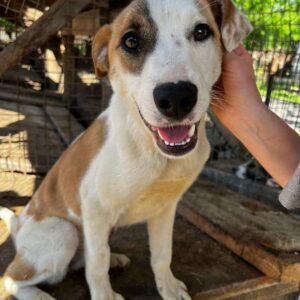 CHARIS (♀) - Mobbingopfer - dringend Platz gesucht - vermittelt MD