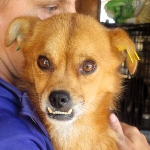 GADDO (♂)- ausgereist zum TST Rösrath