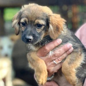 WENDY (♀) - auf PS im PLZ Bereich 21 - vermittelt