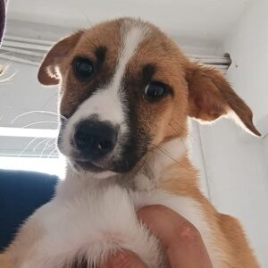 ANNIKA - ausgereist zur Tierhilfe Lebenswert