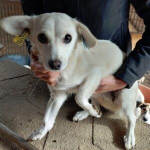 LIESL - vermittelt NadineH