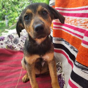 FELI (♀) - auf PS im PLZ Bereich 45 - vermittelt