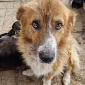 JORI (♂) - vor Ort vermittelt 10/24