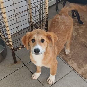 ANNI (♀) – ausgereist zum Kinder- und Tierschutzhof Hahnenberg