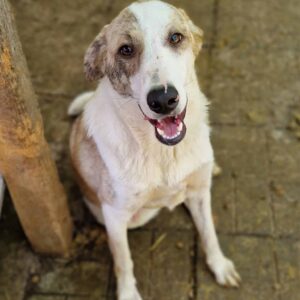 JASCHEK (♂) - RBB 05/24