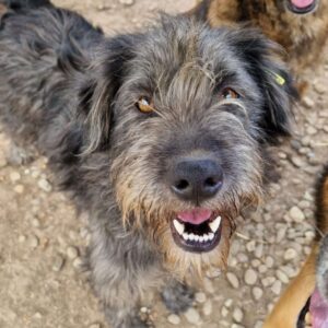 AKASH (♂) - ausgereist zur Tierhilfe Lebenswert