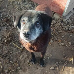 MILOW (♂) - nicht vermittelbar