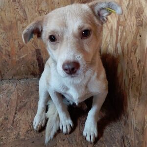 LUPINO - vermittelt NadineH