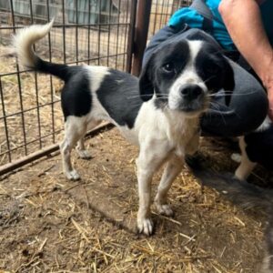 MILLI (♀) - Mobbingopfer in Rumänien - jetzt auf PS im PLZ Bereich 15 - vermittelt