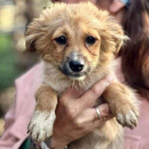 MANNU (♀)- auf PS im PLZ Bereich 95 - vermittelt