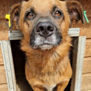 VEITLI (♂) - ausgereist zur Hundehilfe Kreta e.V.