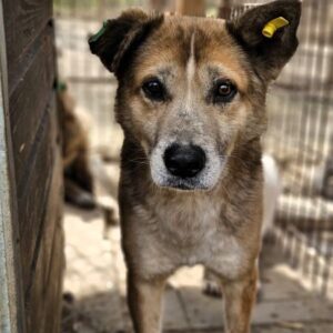 MARIUS (♂) - lieber Senior