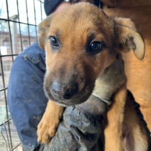 CHAPPI - reserviert Tierhilfe Lebenswert DR - vermittelt