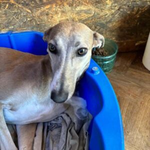 LULU - vermittelt Manuela