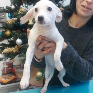 MINCHEN - reserviert Tierhilfe Lebenswert DR - vermittelt