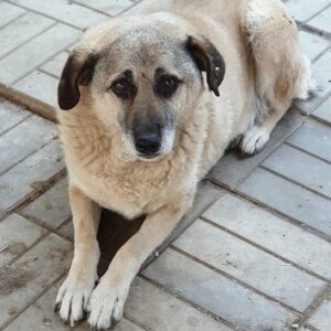 MALIN - auf Pflegestelle in PLZ 9 vermittelt