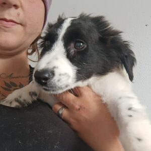 KAJA - vermittelt JW