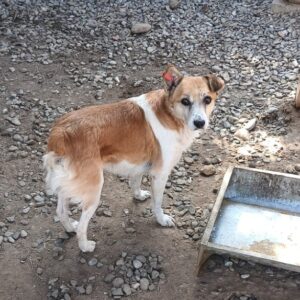 LEVIO - Mobbingopfer im Shelter - jetzt auf PDR PS im PLZ Bezirk 32 - vermittelt