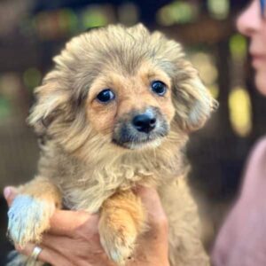 MOTTE (♀)- auf PS im PLZ Bereich 95 - vermittelt