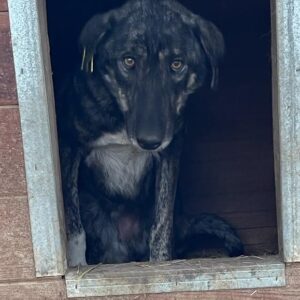 TALI - kommt nicht an Wasser und Futter - vermittelt NadineH