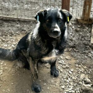 MANDOTO (♂) - vermisst 11/24