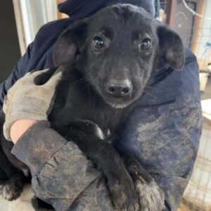 NOIR (♂) - Hautprobleme - ausgereist zur Tierhilfe Lebenswert