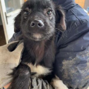 WILLIS - Hautprobleme! - reserviert Tierhilfe Lebenswert DR - vermittelt