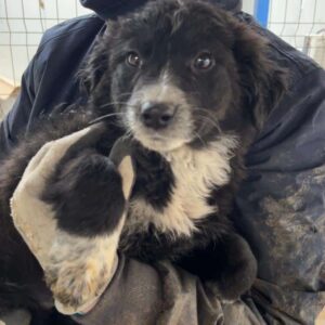 BLACK PEARL - vermisst 02/24