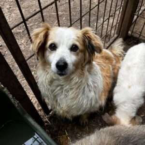 URSEL (♀) - völlig überfordert und verzweifelt - ausgereist zum TST Rösrath