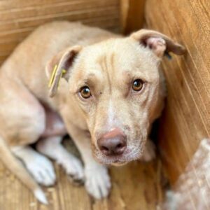 ARKON (♂) - auf PS im PLZ Bereich 18 *ausgereist* - vermittelt