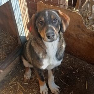 BUBBLES (♂) - ausgereist zur Tierhilfe Lebenswert