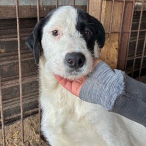 WILFRIED (♂) - wird unsicher, sollte dringend reisen