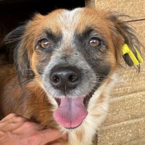 MAITAL (♀)- auf PS im PLZ Bereich 18 -vermittelt