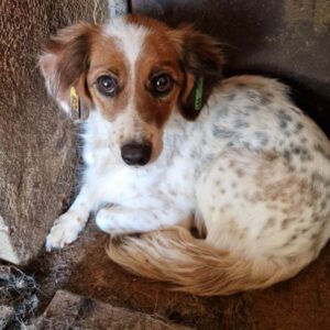 ORLA (♀) - ausgereist zu Second chance dogs