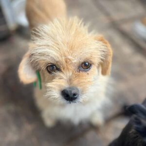 MÖHRCHEN (♀)- reist auf PDR PS im PLZ Bereich 18 ( JW 10/07 ) - vermittelt