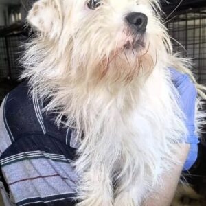 PEQUENA (♀) - ausgereist zum TST Rösrath (AL)