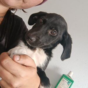 MINJA - ausgereist zur Tierhilfe Lebenswert