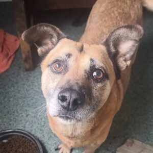 HANNIE (♀) - baut mental ab - reserviert Tierhilfe Lebenswert DR - vermittelt