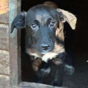 TAZ (♂) - vermittelt MD