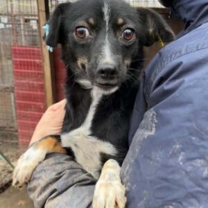 MAKANA - ausgereist zu Vierbeiner in Not