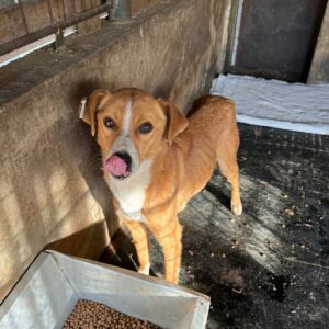 ILARIA (♀) - Notfall: komplett abgemagert - vermittelt Manuela