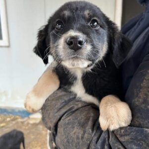 PEPSI - vor Ort vermittelt 02/24