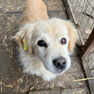 CELLO - ausgereist zu PVA