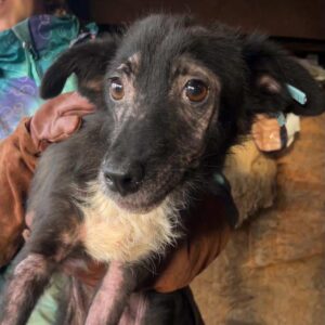 MEVIA - starke Hautprobleme - ausgereist zu TINO (clinic)