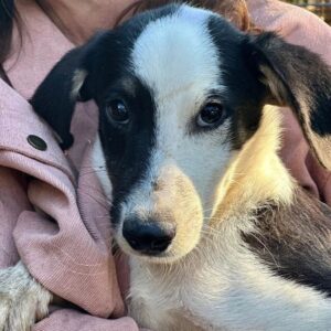 TALBOT (♂) - wird bereits schüchtern, sollte zeitnah reisen