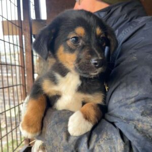 CHOPPA (♂) - vor Ort vermittelt 01/24