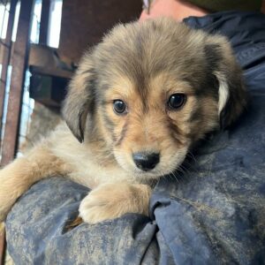 LANIKA - vermisst 01/24