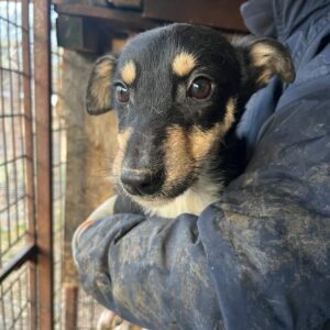 JELARA - auf PDR PS im PLZ Bezirk 18 - vermittelt